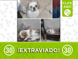 Buscan a 'Copito', el perrito se perdió en Itagüí Calatrava 1 Perrito perdido