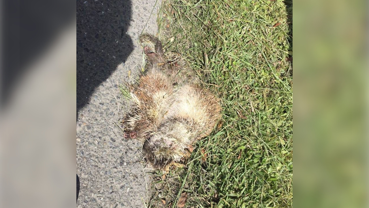 Apareció muerto este erizo en la vía entre La Unión y La Ceja