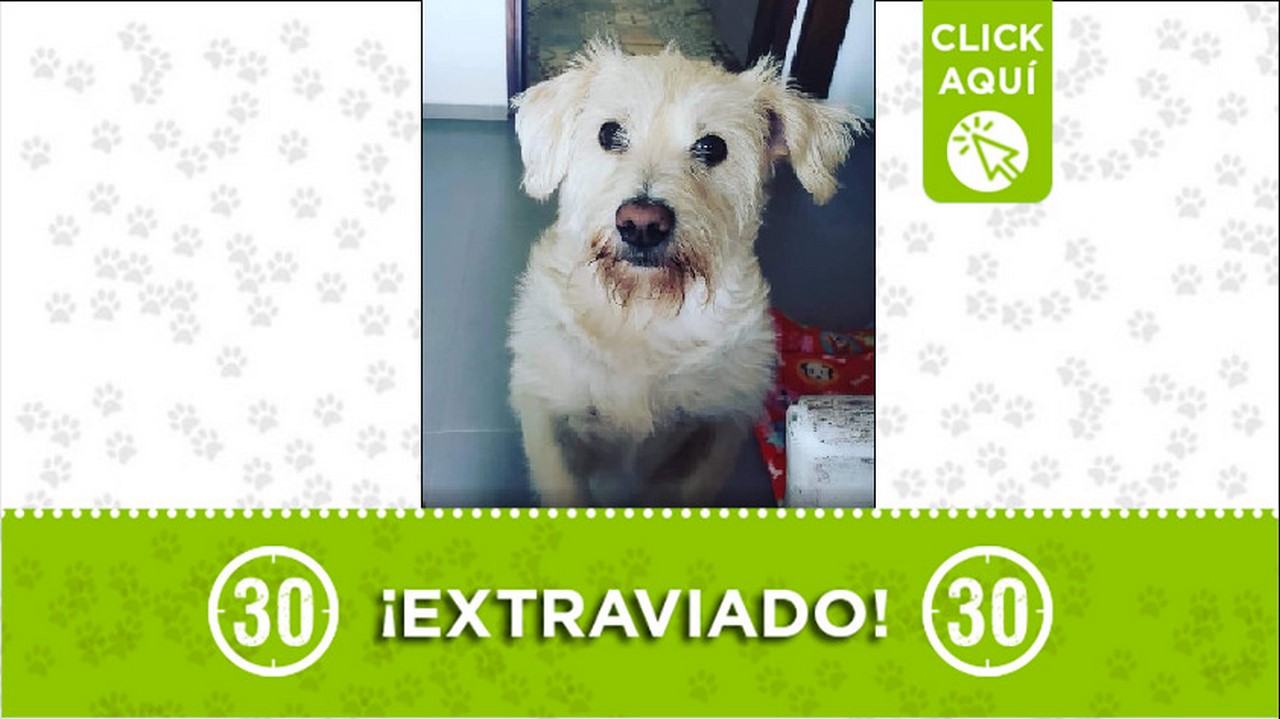 Perrito perdido