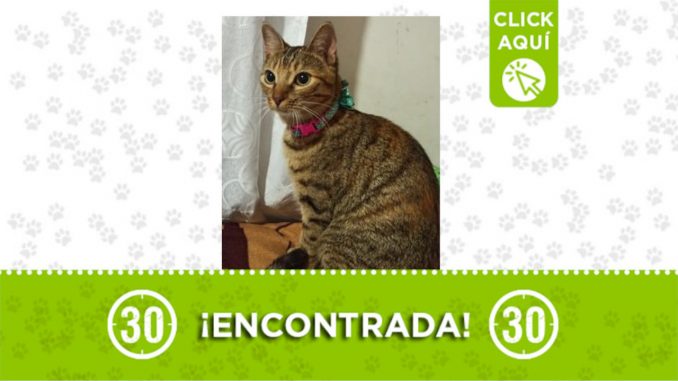 gata Santa Mónica gata Santa Mónica