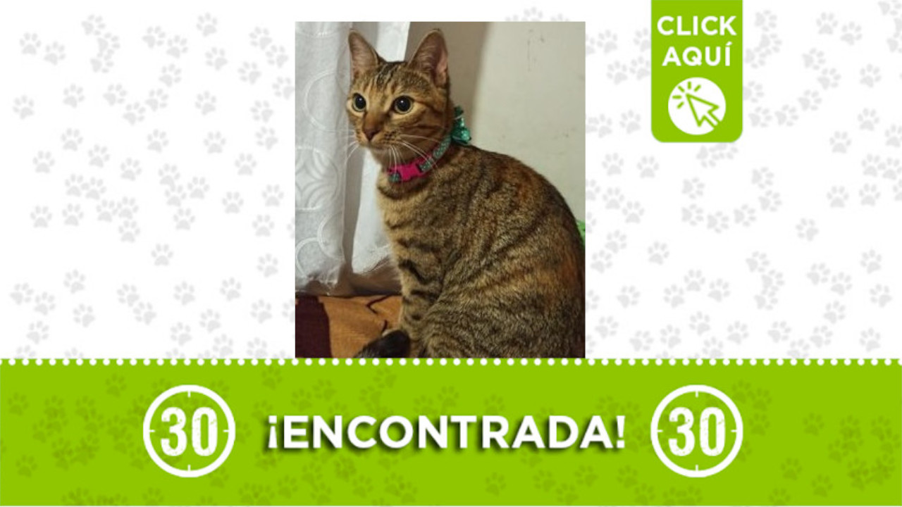 gata Santa Mónica