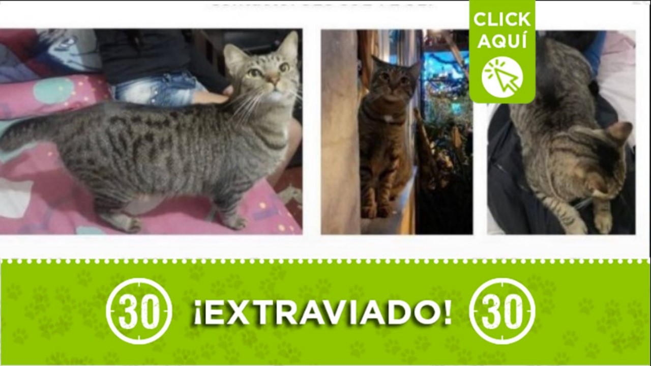 gata perdida niki robledo