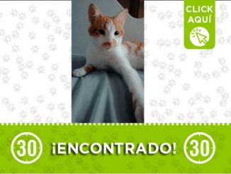 Gatico encontrado en Belén las Playas 1 gatico encontrado belen