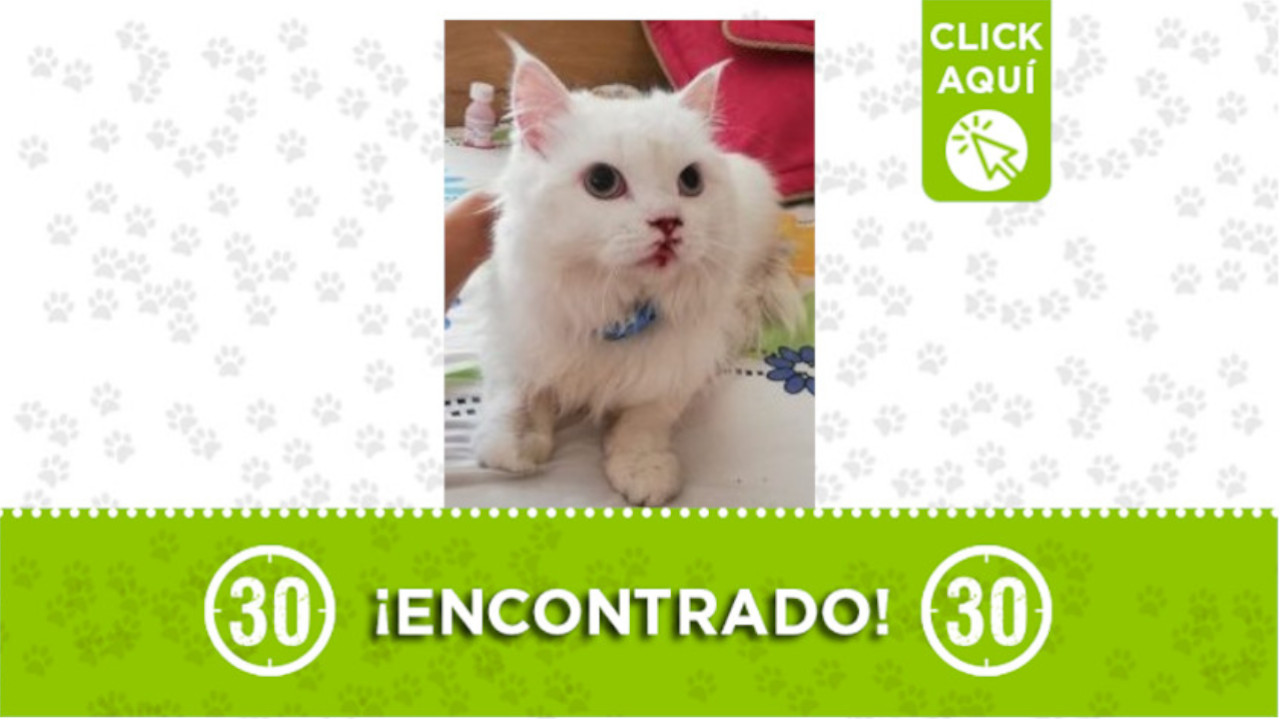 gatito Palenque