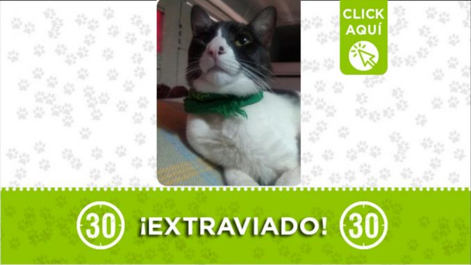 gato teo perdido