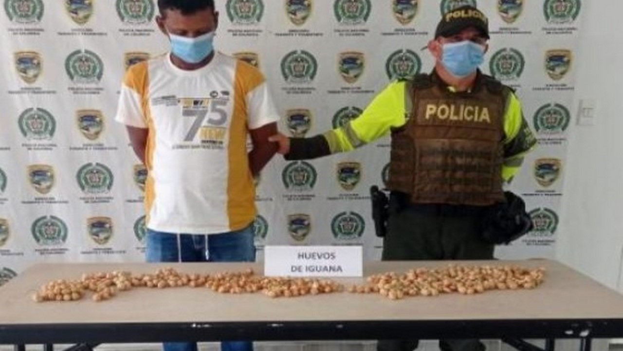 Lo cogieron comercializando huevos de iguana