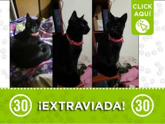 Buscan a 'Isis', esta gatica se perdió en Manrique Oriental 1 Gatica perdida