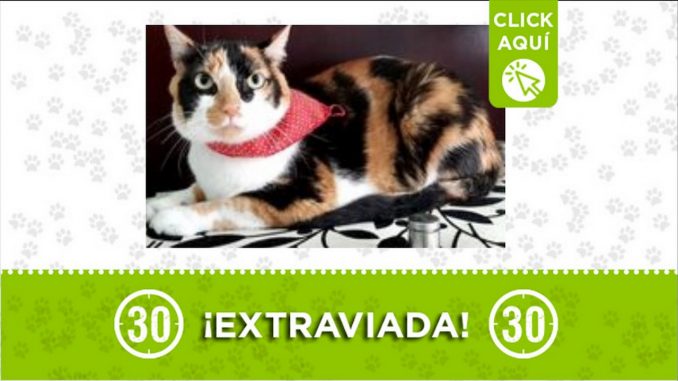Gatica perdida Gatica perdida