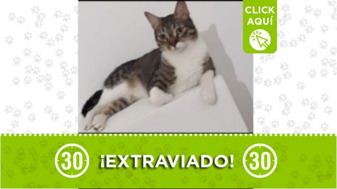 manrique manchas gato perdido