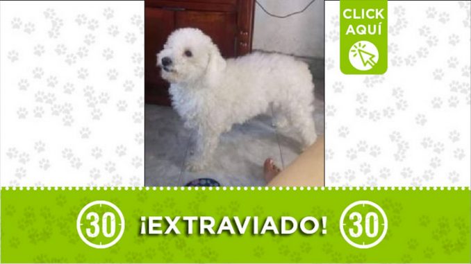 Perrito perdido Perrito perdido