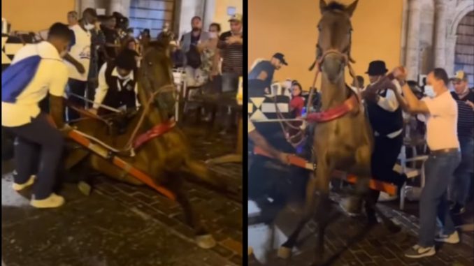 nuevo-maltrato-animal-caballo-cartagena