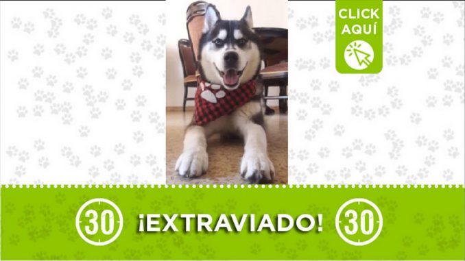 Perrito perdido Perrito perdido