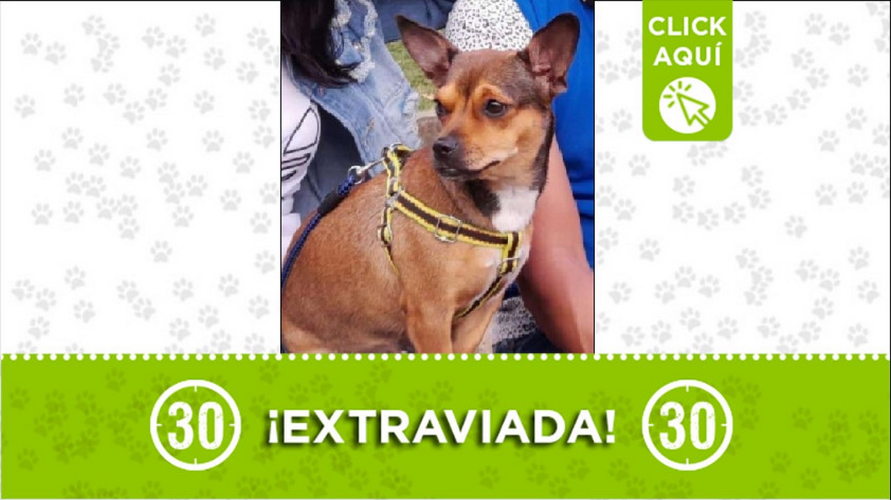 Perrita perdida