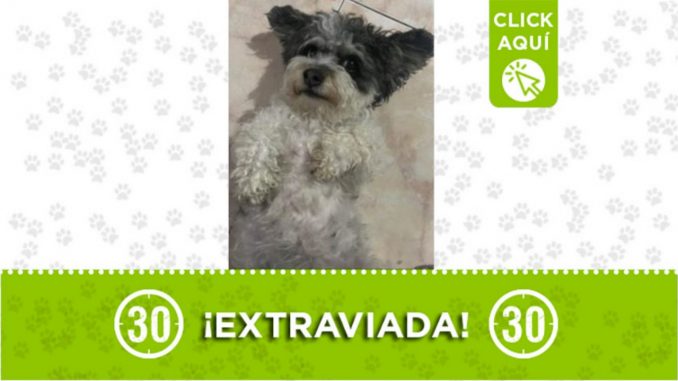 perra vaca perdida manrique