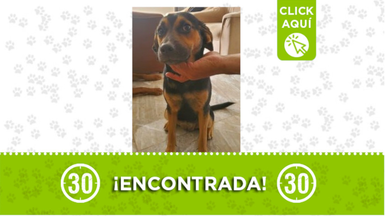 perrita Belén Las Playas