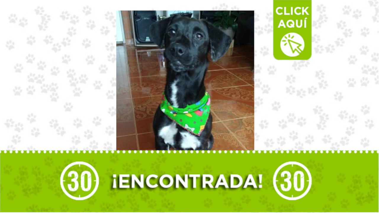 perrita estación Aurora