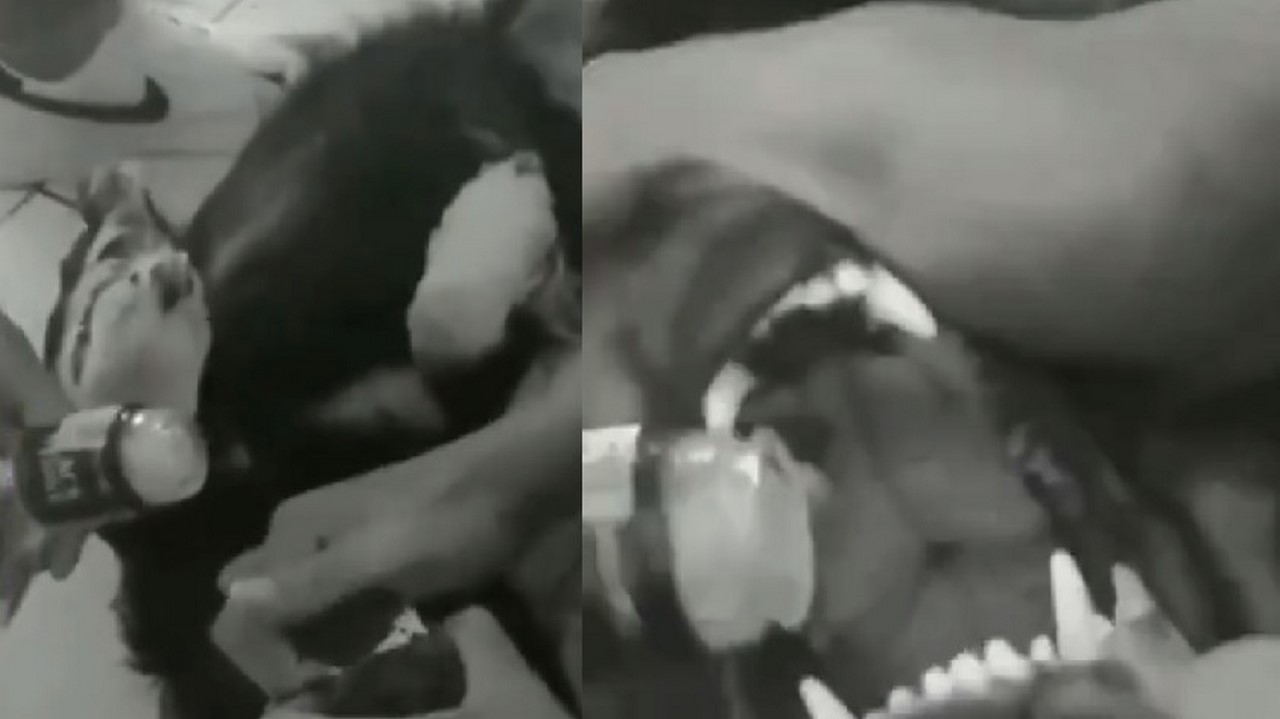 Jóvenes obligaron a un perrito a ingerir alcohol