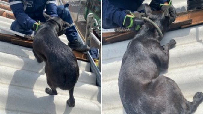 Bomberos de Medellín rescataron un perrito en un tejado Bomberos de Medellín rescataron un perrito en un tejado