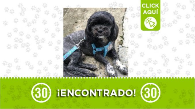 perrito Manrique Jardín perrito Manrique Jardín