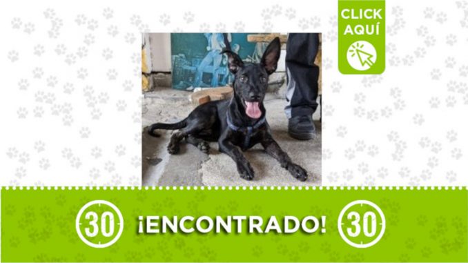 perrito Prado Centro perrito Prado Centro