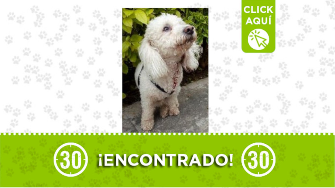 perrito Robledo Santa María