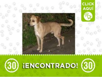 Este perrito está desorientado en el Barrio Mesa, Envigado 1 perrito Barrio Mesa