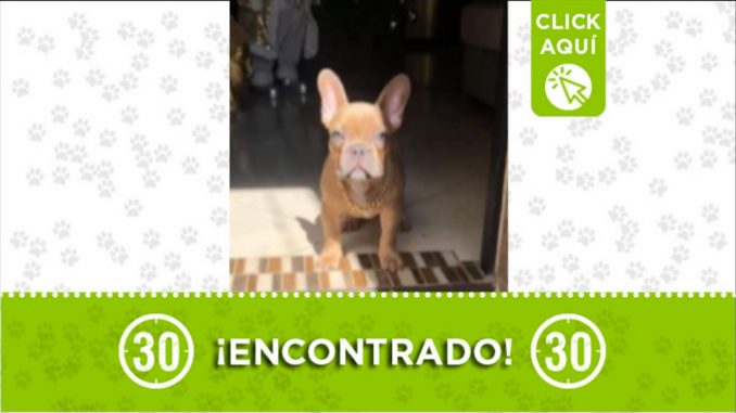 perrito barrio trinidad buscan