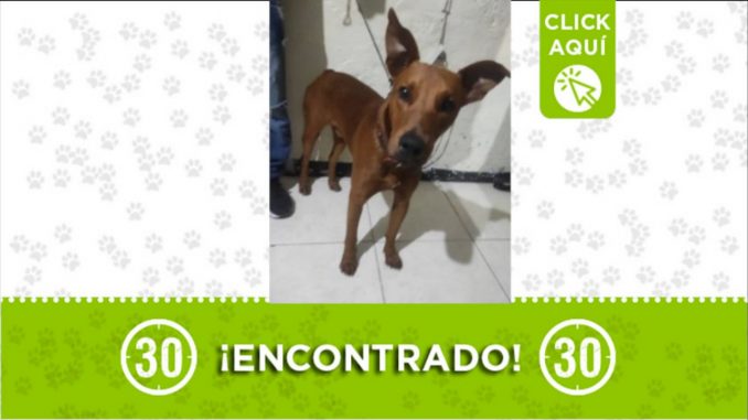 perrito encontrado estadio medellin 2022