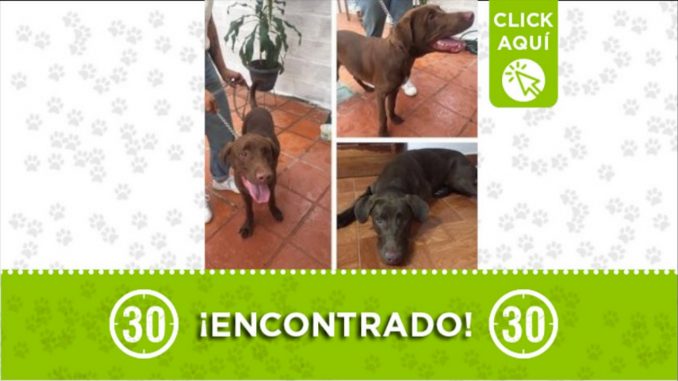 perrito encontrado feria ganado med