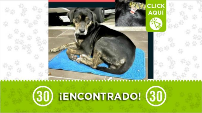 perrito encontrado la estrella