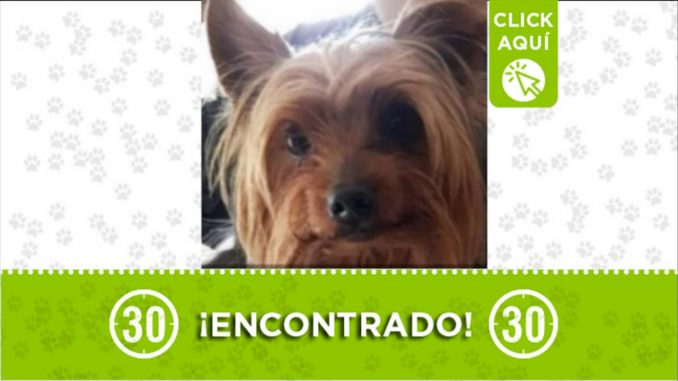 perrito encontrado villa hermosa