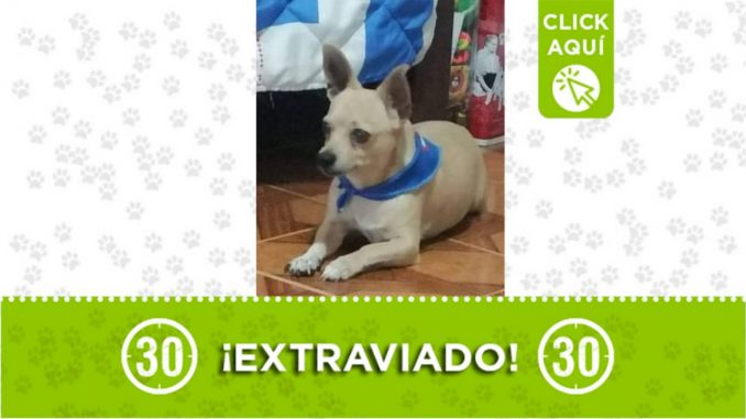 perrito perdido metro Acevedo 2022