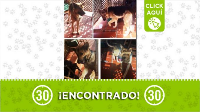 perrito encontrado perrito encontrado