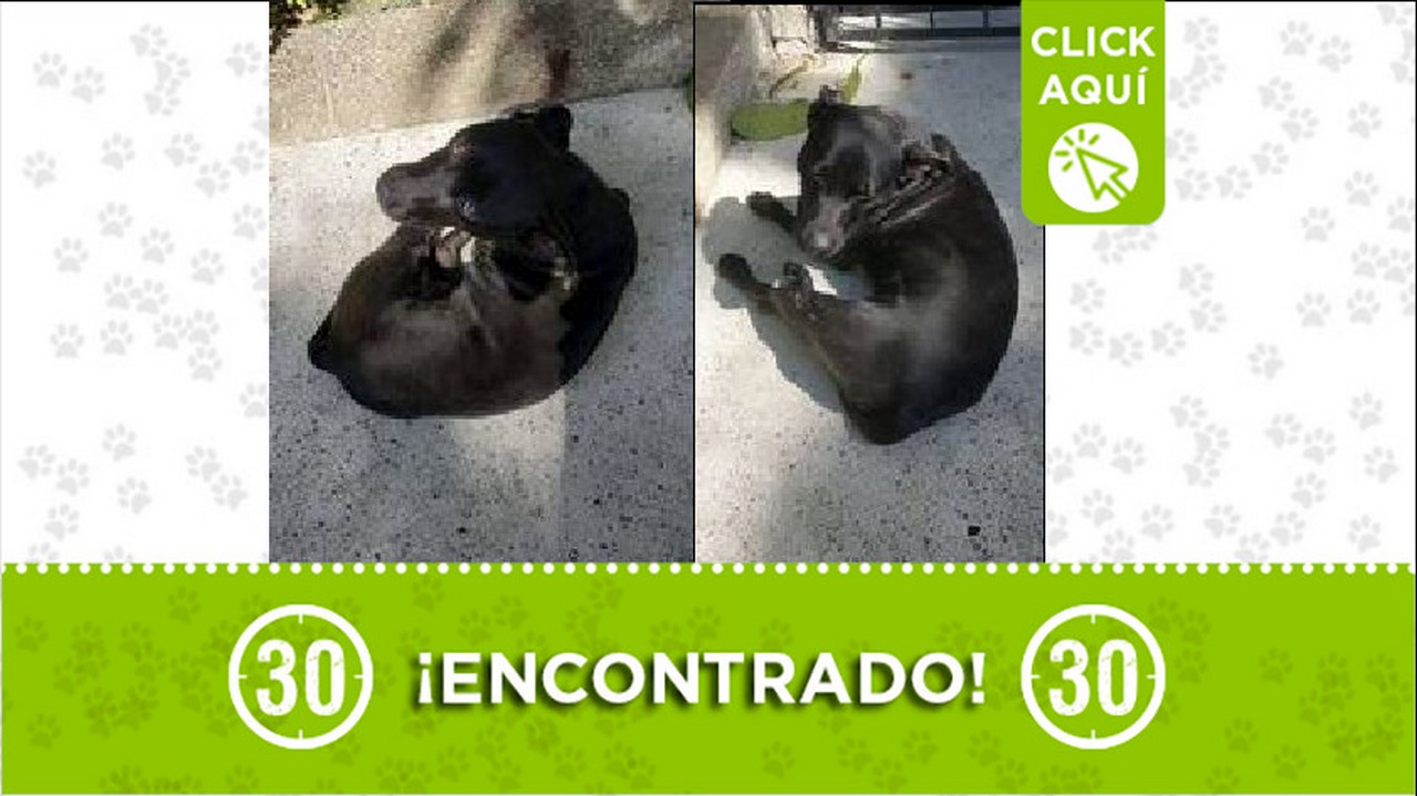 perrito encontrado