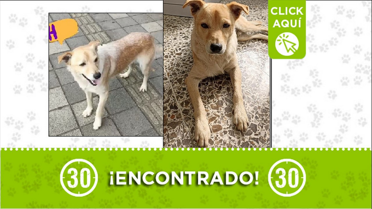 perrito encontrado