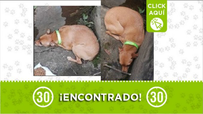 Perrito encontrado, buscan a sus dueños Perrito encontrado, buscan a sus dueños