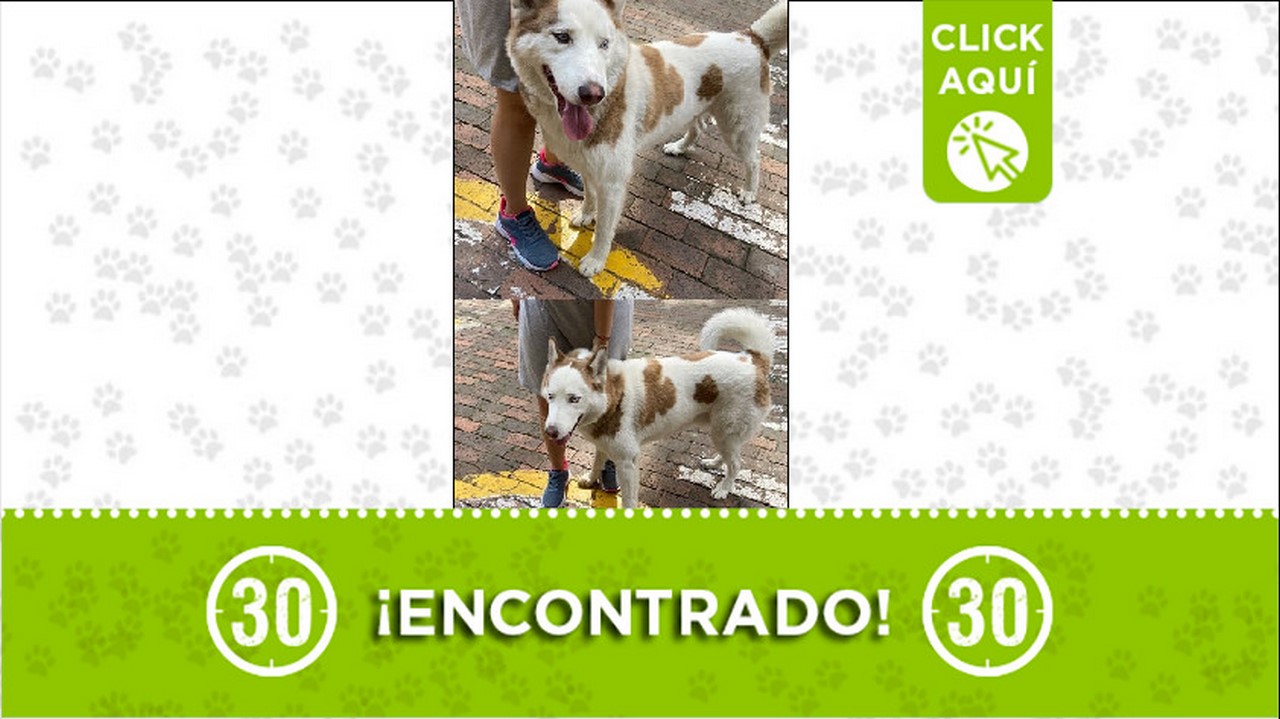 perrito encontrado
