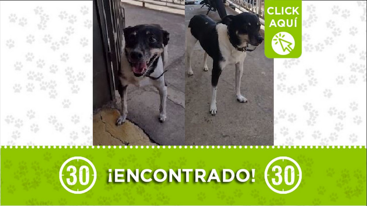 perrito encontrado