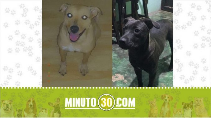 perritos perdidos perritos perdidos
