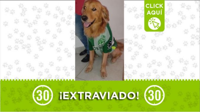 perro perdido Jeyko