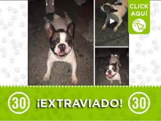 Este perrito llamado 'Polo' se perdió en San Javier 1 Perrito perdido