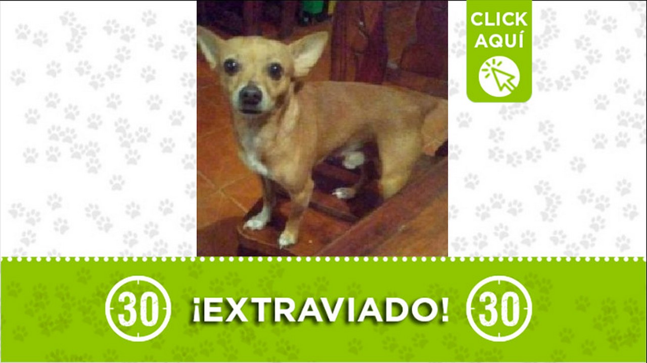 Perrito perdido
