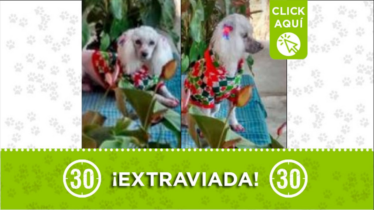 Perrita perdida