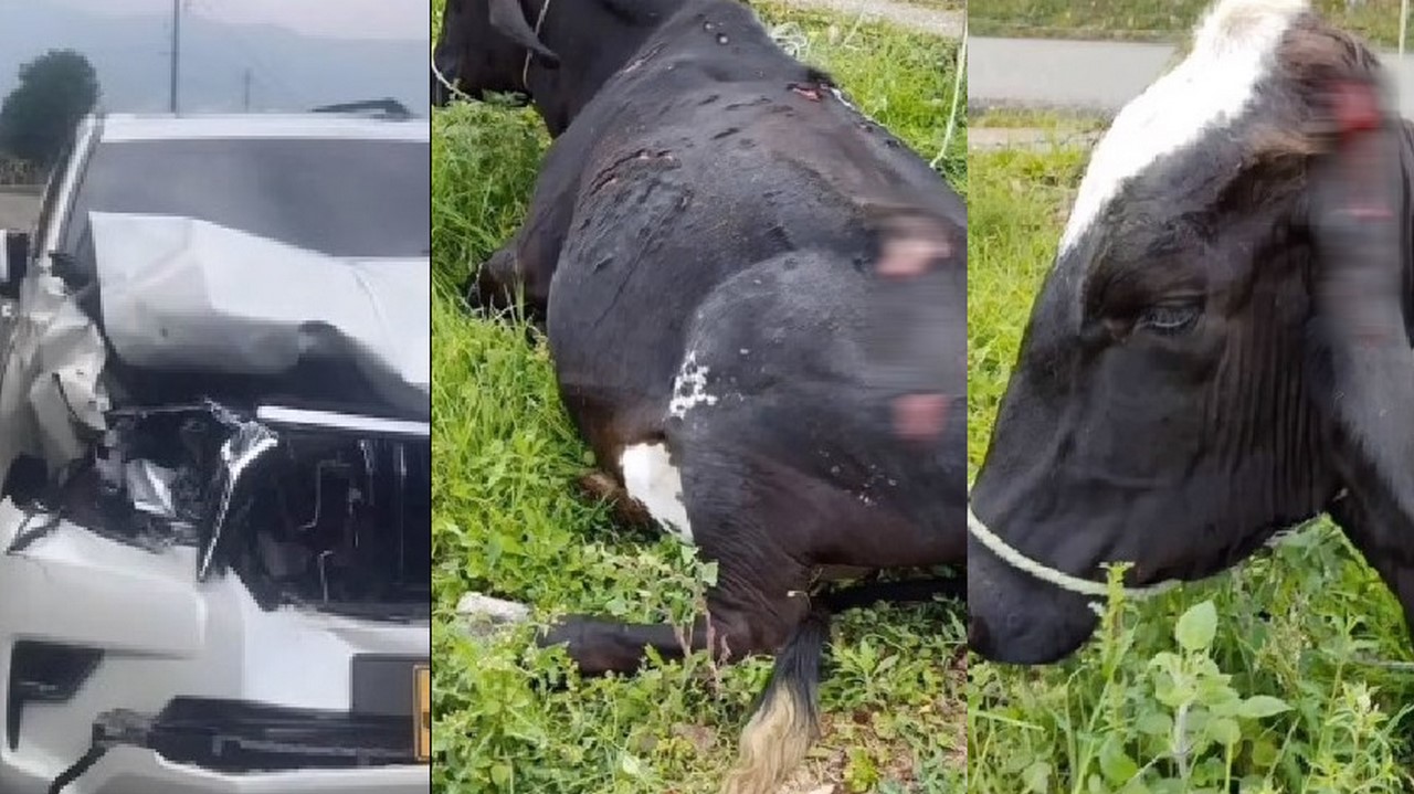 Vaca se le fue encima a un carro en Envigado
