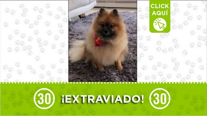 Perrito perdido Perrito perdido