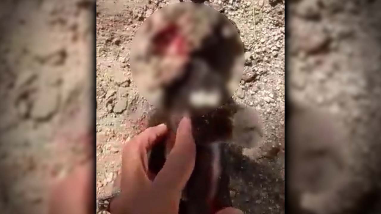 Recompensa gaticos asesinados en Santa Marta