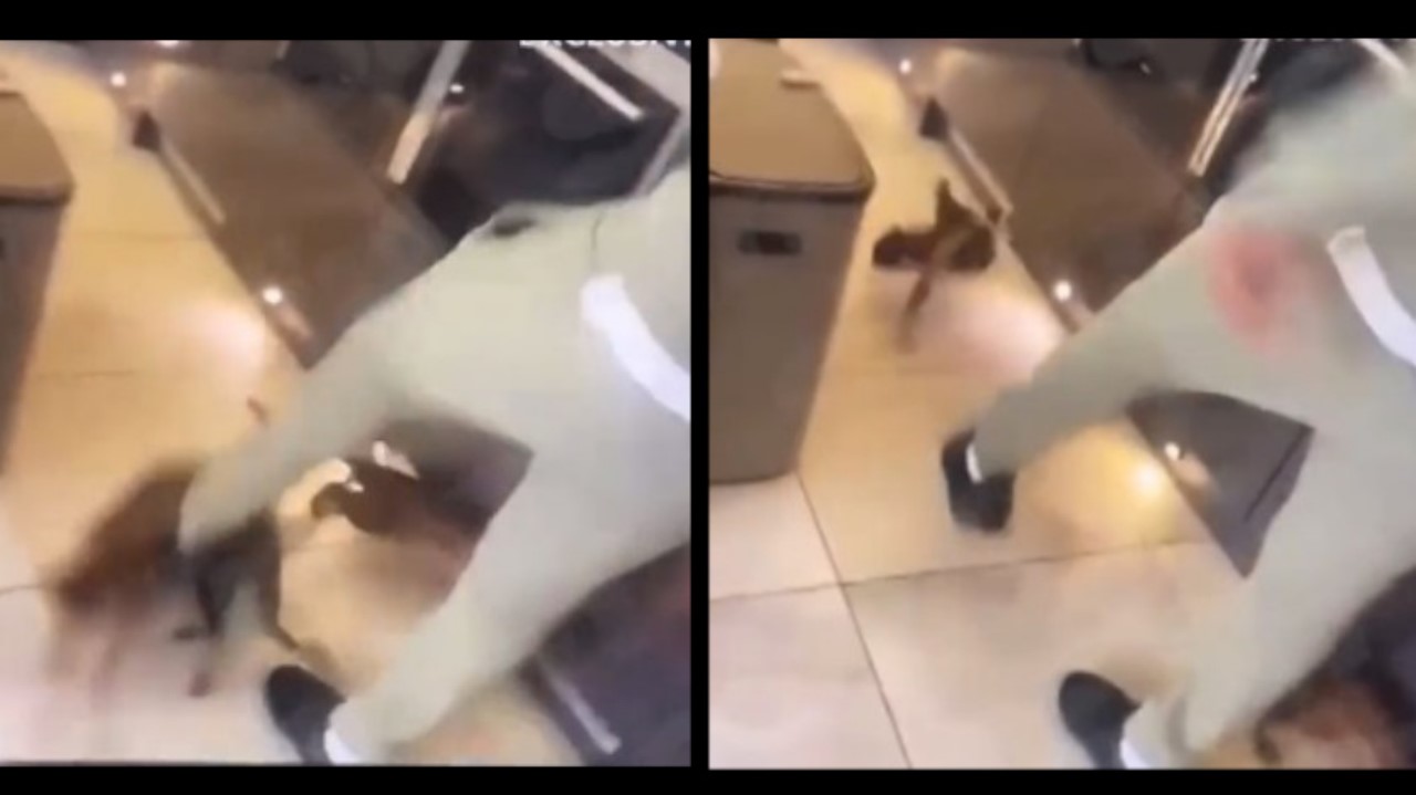 Futbolista es investigado por patear a su gato