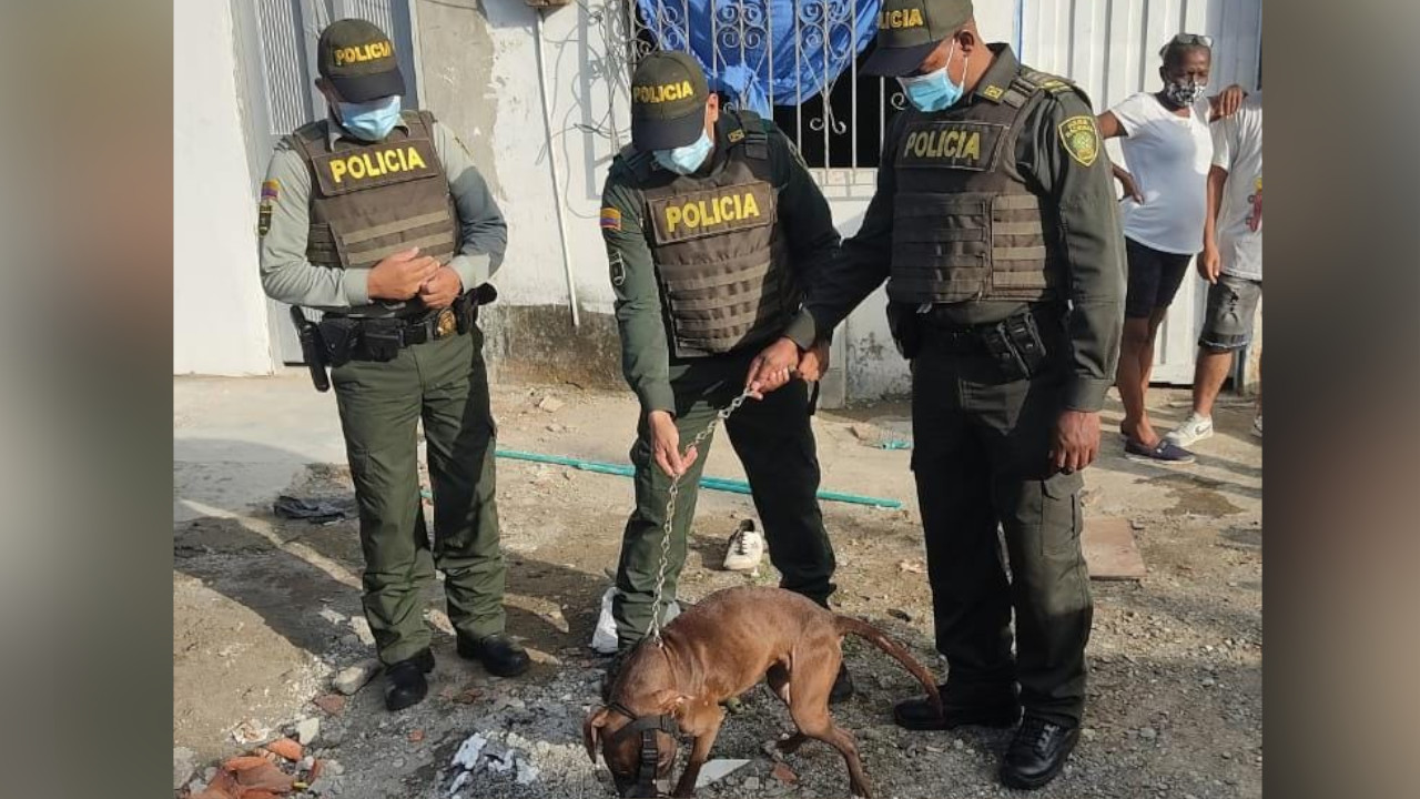 Rescataron a perrita abandonada que por días estuvo deambulando y que ya mostraba desnutrición