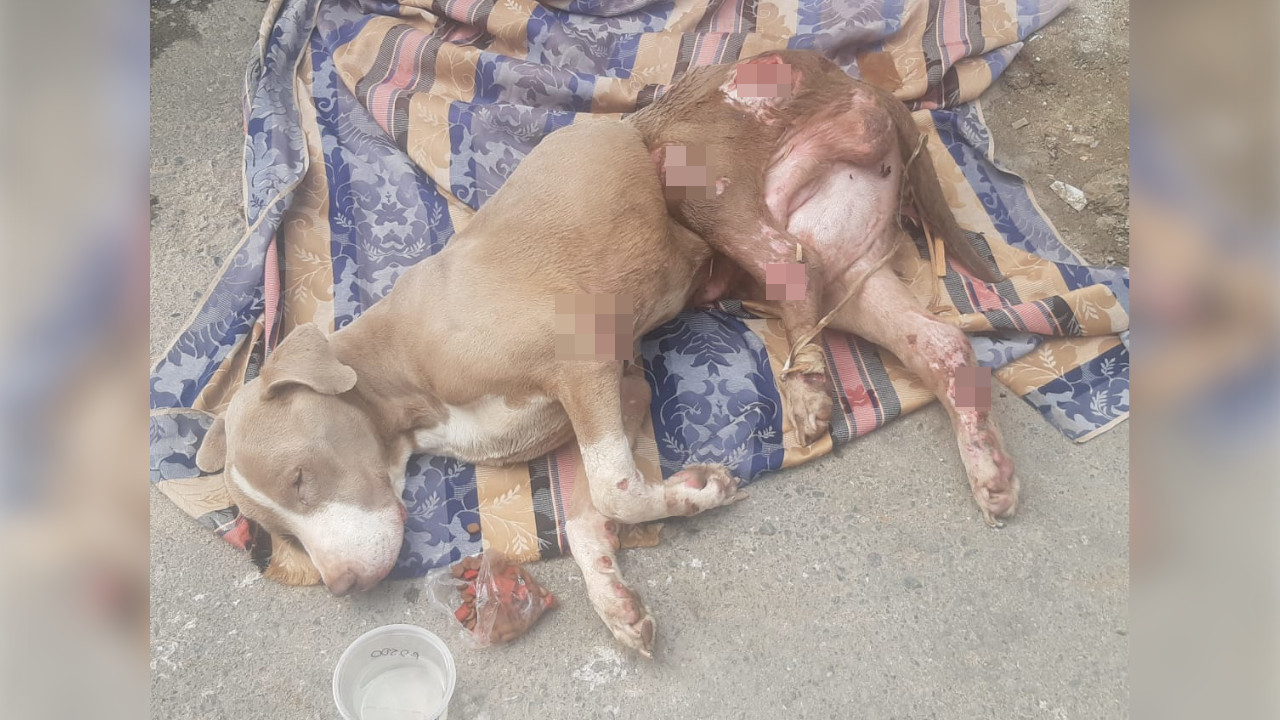 "Este perrito se está muriendo", ciudadana denunció el deplorable estado de un animalito en Bello