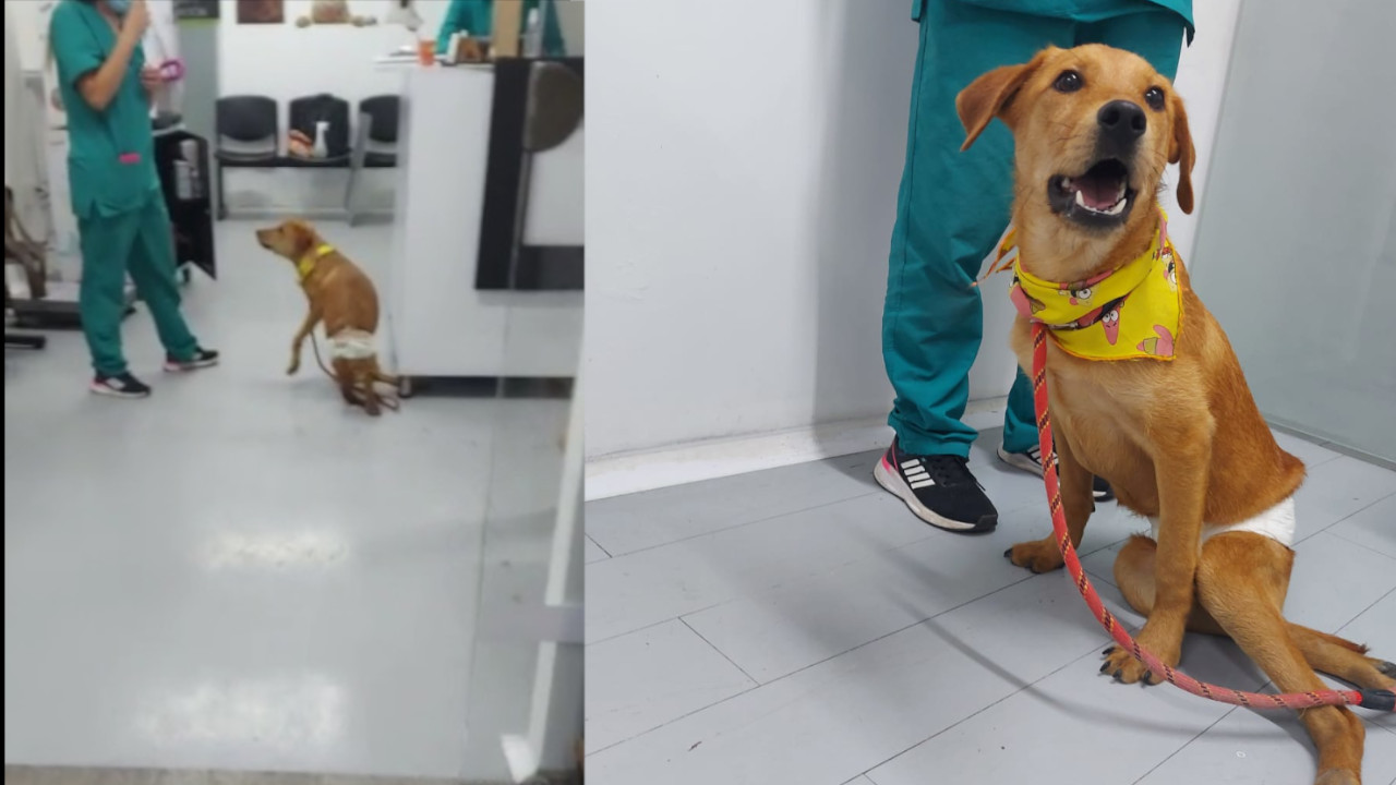 [Video] 'Toby' fue atropellado por una moto, ya no puede caminar y además su dizque familia lo abandonó